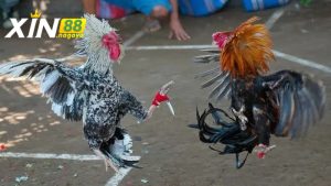 Giới thiệu về đá gà