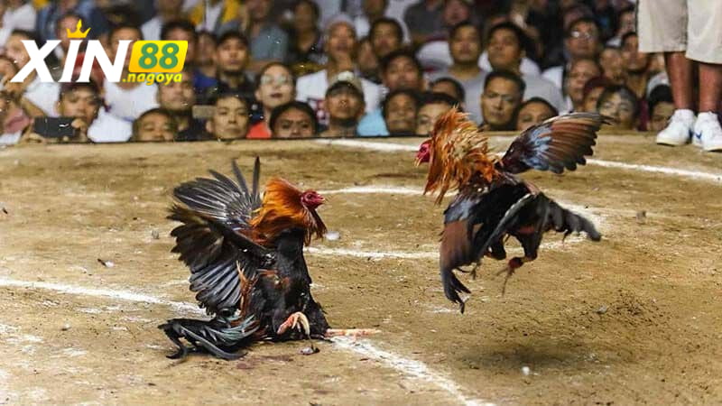 Bí quyết chơi đá gà hiệu quả