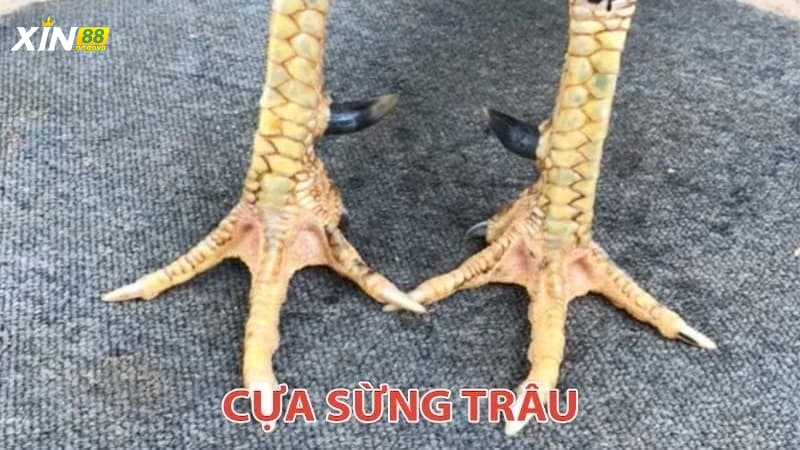Phân loại các loại cựa gà dựa vào chất lượng