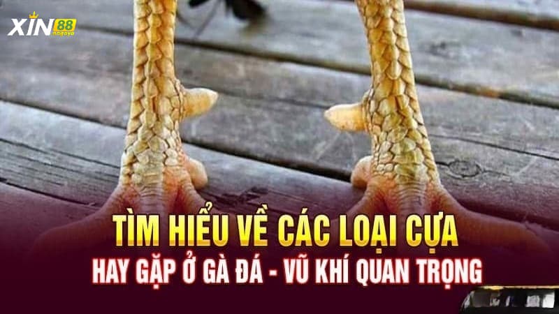 Chọn cựa dựa vào trọng lượng của gà