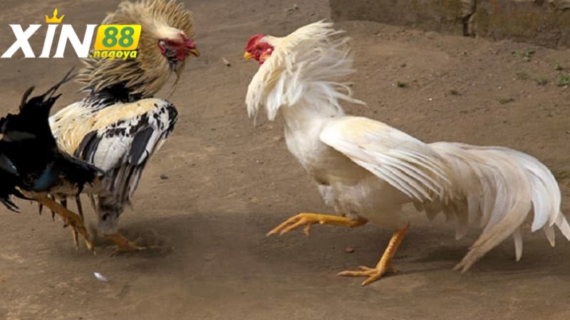 Giới thiệu về cách nuôi gà đá