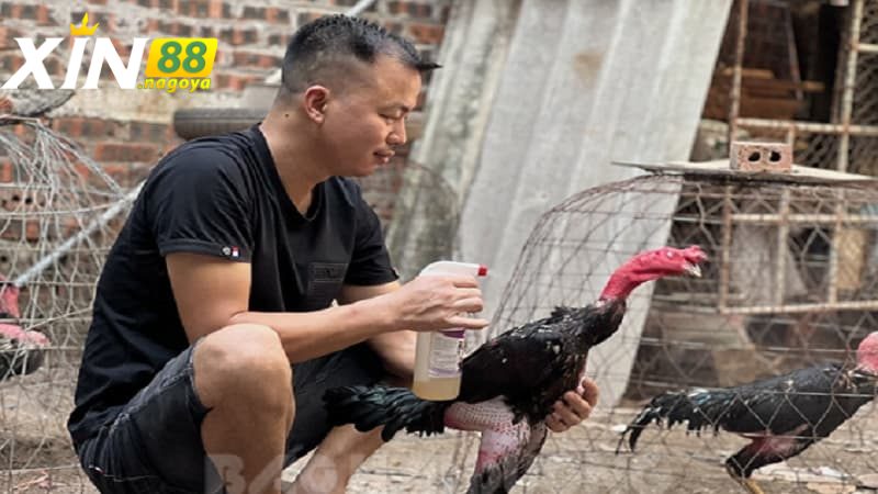 Chế độ dinh dưỡng trong cách nuôi gà đá