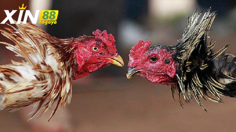 Cách nuôi gà đá với kỹ thuật huấn luyện gà đá chuyên nghiệp