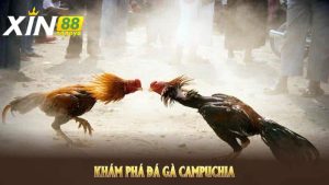 Sơ lược giới thiệu về đá gà Campuchia