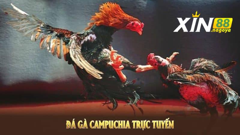 Có ưu điểm gì khi trải nghiệm gà đá Campuchia?