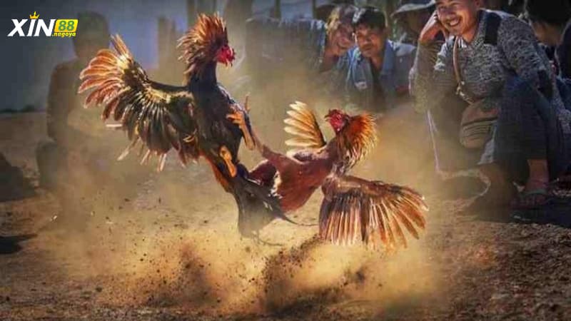 Cách gắn cựa dao và quy trình kiểm tra trước khi thi đấu