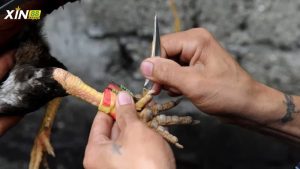 Đặc điểm ngoại hình của chiến kê