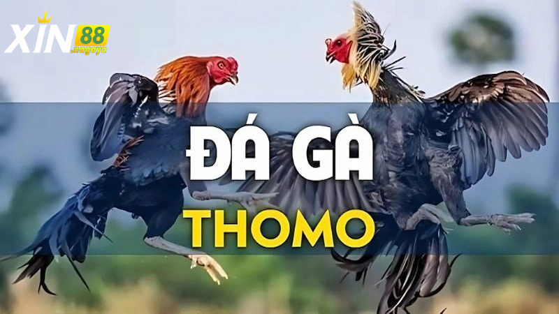Giới thiệu về Đá Gà Thomo