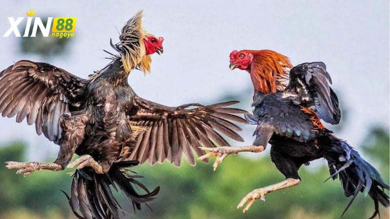 Hình thức thi đấu của Đá Gà Thomo