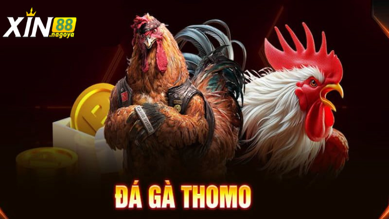 Hướng dẫn các bước chơi Đá Gà Thomo trên xin88