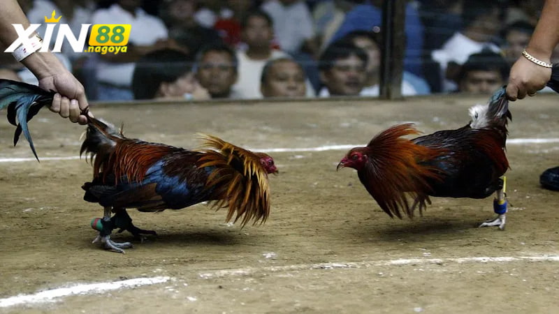 Kinh nghiệm chơi Đá Gà Thomo