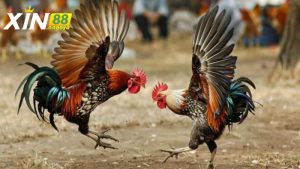 Đặc điểm của gà tre đá