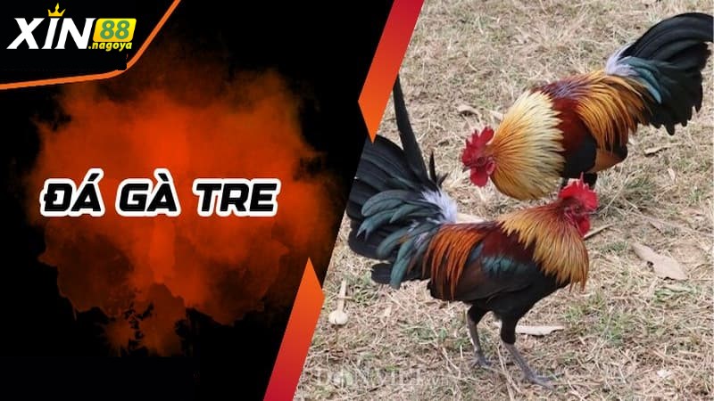 Một số thể loại đá gà tre thường thấy