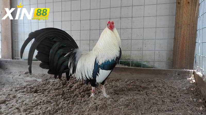 Cách chọn gà tre đá hay