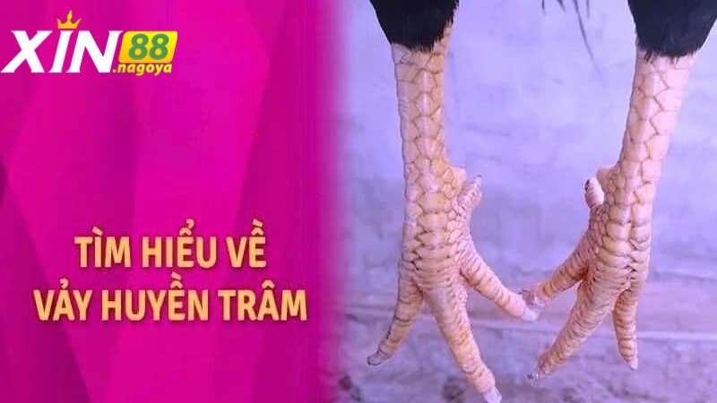 Giới thiệu về vảy huyền trâm