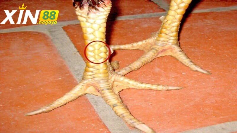 Vảy huyền trâm có thực sự tốt không trong chọi gà?